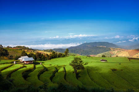 Pa Pong Piang Rice Terraces, Thailand