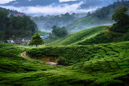 Tea Plantations At Cameron Highlands, Malaysiaの写真素材