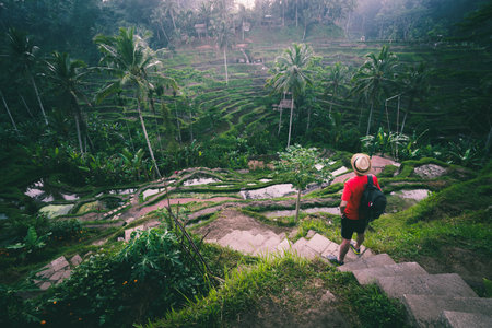 The sun rises over the green fields of the Tegalalang rice terraces in the heart of Bali, Indonesia.の写真素材