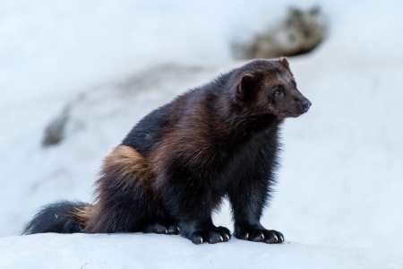 Wolverine sitting down の写真素材