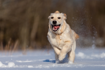 Golden Retriever puppie running in the snowの写真素材