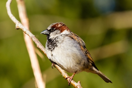 House Sparrow sitting on a branch