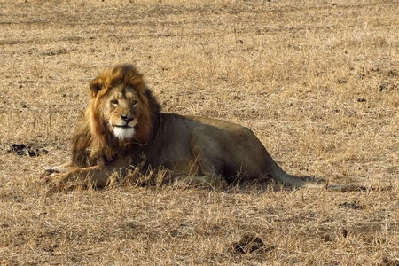 Male lion lying in the grassの写真素材