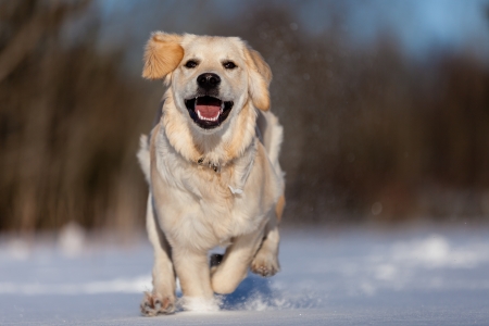 Running Golden Retriever in the snowの写真素材
