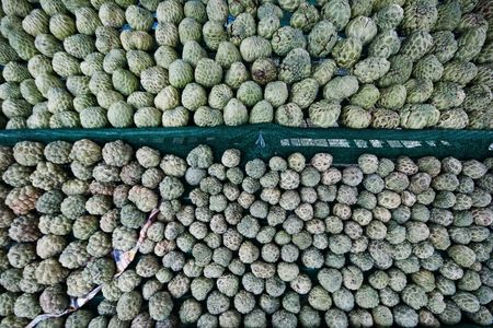 Custard Appleの写真素材