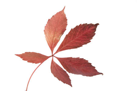 Leaf of Autumn