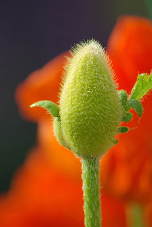 Corn Poppyの写真素材