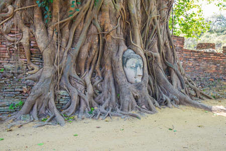 Buddha Head in Rootの写真素材