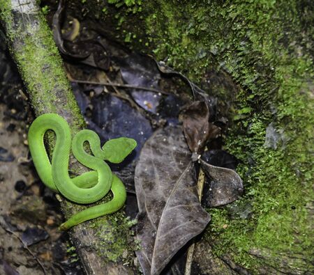 Top view Green pit viper under the shading of forest in Thailand