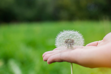 Soft focus side view seed of dandelion putting on woman handの写真素材