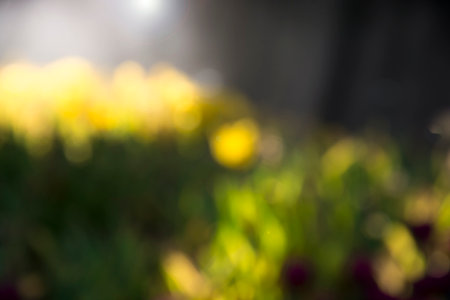 Blurred yellow tulips field with sun light and lens flare