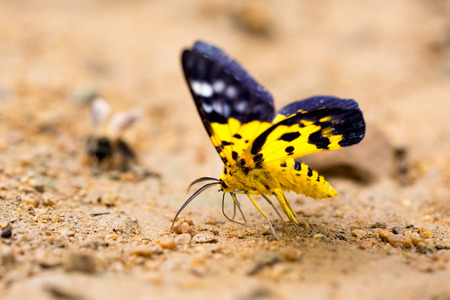 Close-up of beautiful butterfly or moth  resting on the groundの写真素材