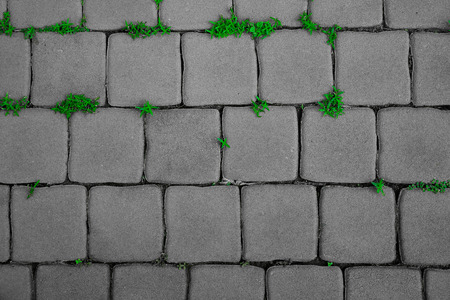 Black and white effect old brick street texture background and small green grass,old brick walkway...