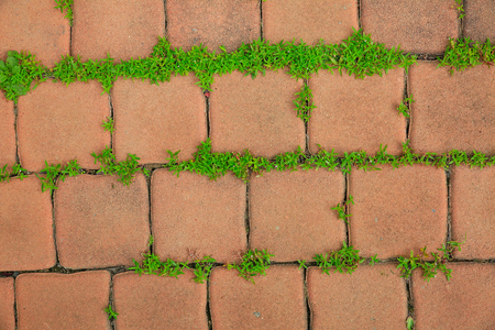 Orange old brick street texture background and small grass,old brick walkway in the parkの写真素材