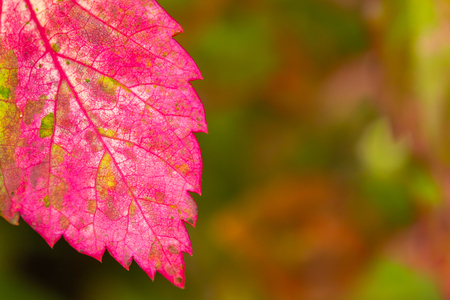 Close up colorful leaf autumn background with spaceの写真素材
