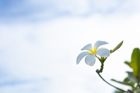 Beautiful white plumeria flower blooming on the sky and clouds background.の写真素材
