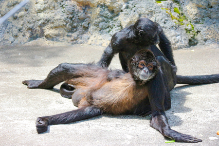 Two black Atelidae monkey sitting on the floor.