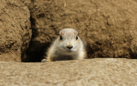 A Black-tailed prairie dog come out from the resident ground hole.の写真素材