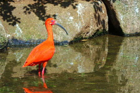 A Scarlet ibis standing on the riverの写真素材