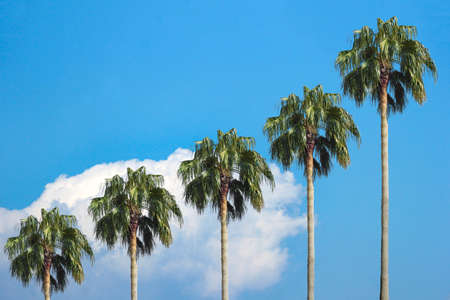 palm tree with blue sky and cloudsの写真素材