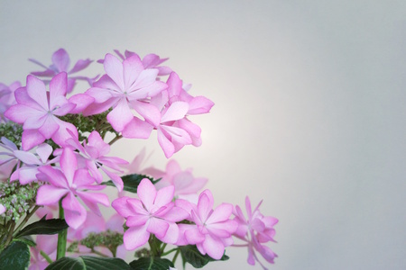 pink hydrangea macrophylla flowers in vintage mode styleの写真素材