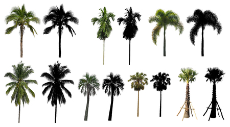 A natural coconut palm trees collection set with black alpha mask isolated on white background.の写真素材