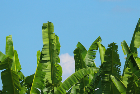 green banana leaves with cloud sky as background.の写真素材