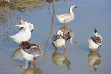 Natural white ducks standing and looking for food on green pond.の写真素材