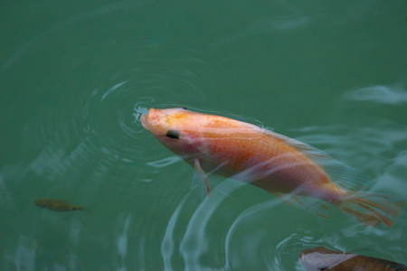 A little red tilapia fish breathing on the top of pond surface water.の写真素材
