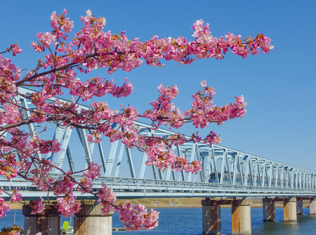 2017 February 17. Chiba Japan. Japanese full blooming pink cherry blossom sakura tree branch with blurred Tozai line train ahead to Tokyo area as background.のeditorial素材