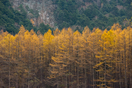 autumn yellow leaves pine trees forest surrounded by green mountain.の写真素材