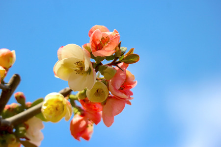 Japanese plum sakura flower with blue sky as background.の写真素材
