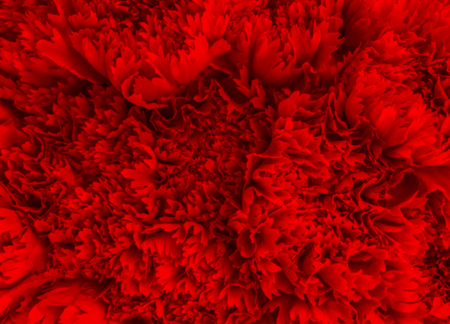 blurred red desire carnation flowers background.の写真素材
