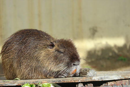 a cute Cynomys ludovicianus, Black tailed prairie dog sleeping on wood ground.の写真素材
