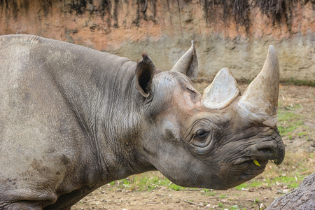 A wild rhinoceros on green grass land outdoor park.の写真素材