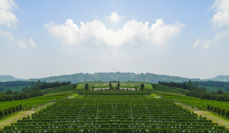 Japnese Organic grapevine fields farm land surrounded by natural mountain white blue sky background.の写真素材
