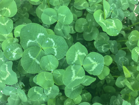 Small natural green leaves plant background.
