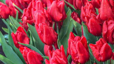 Beauty natural freshness red tulip flower field land background.の写真素材