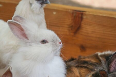 Lovely adorable small rabbit bunny from organic farm.の写真素材