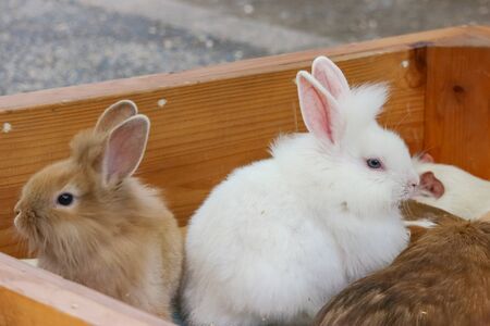 Lovely adorable small rabbit bunny from organic farm background.の写真素材