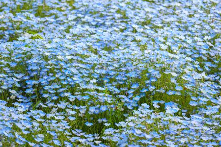 blue nemophila flowers land at hitachi seaside park on spring season.の写真素材