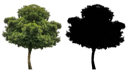 natural evergreen leaves tree with black alpha mask isolated on white background.の写真素材