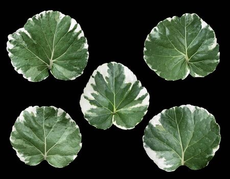 polyscias alkali white and green leaves with clipping path isolated on black background.