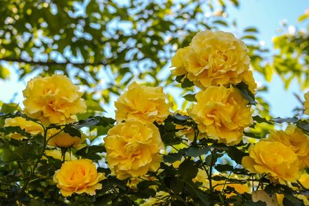 natural blooming yellow roses in the garden on sunny day background.の写真素材