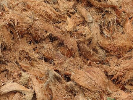 Dry brown coconut skin for fire wood material background.