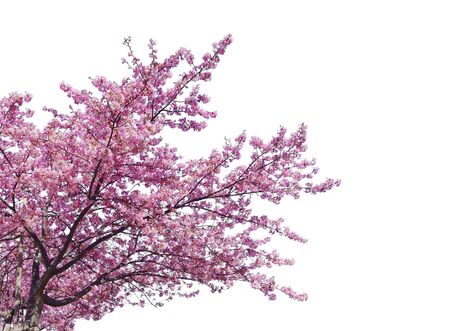 Japanese sakura, full blooming pink cherry blossoms tree isolated on white background.の写真素材