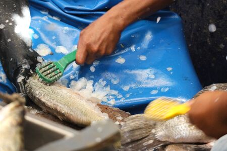 a working man cleaning fish scales for preparing cooking.の写真素材