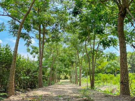 Natural Green trees row path way on summer day.