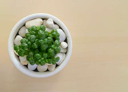 A small green plant on white stone pot with wood table as background.
