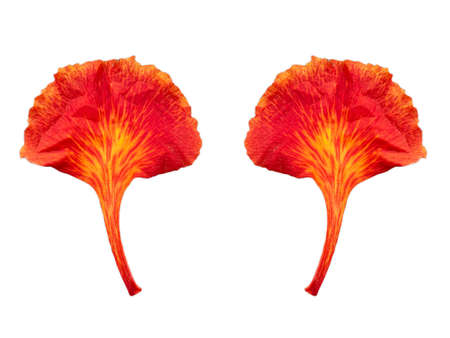 red Flam-boyant flower leaf isolated on white background.の写真素材